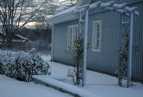 rosenbage-vinter